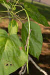 Southern catalpa